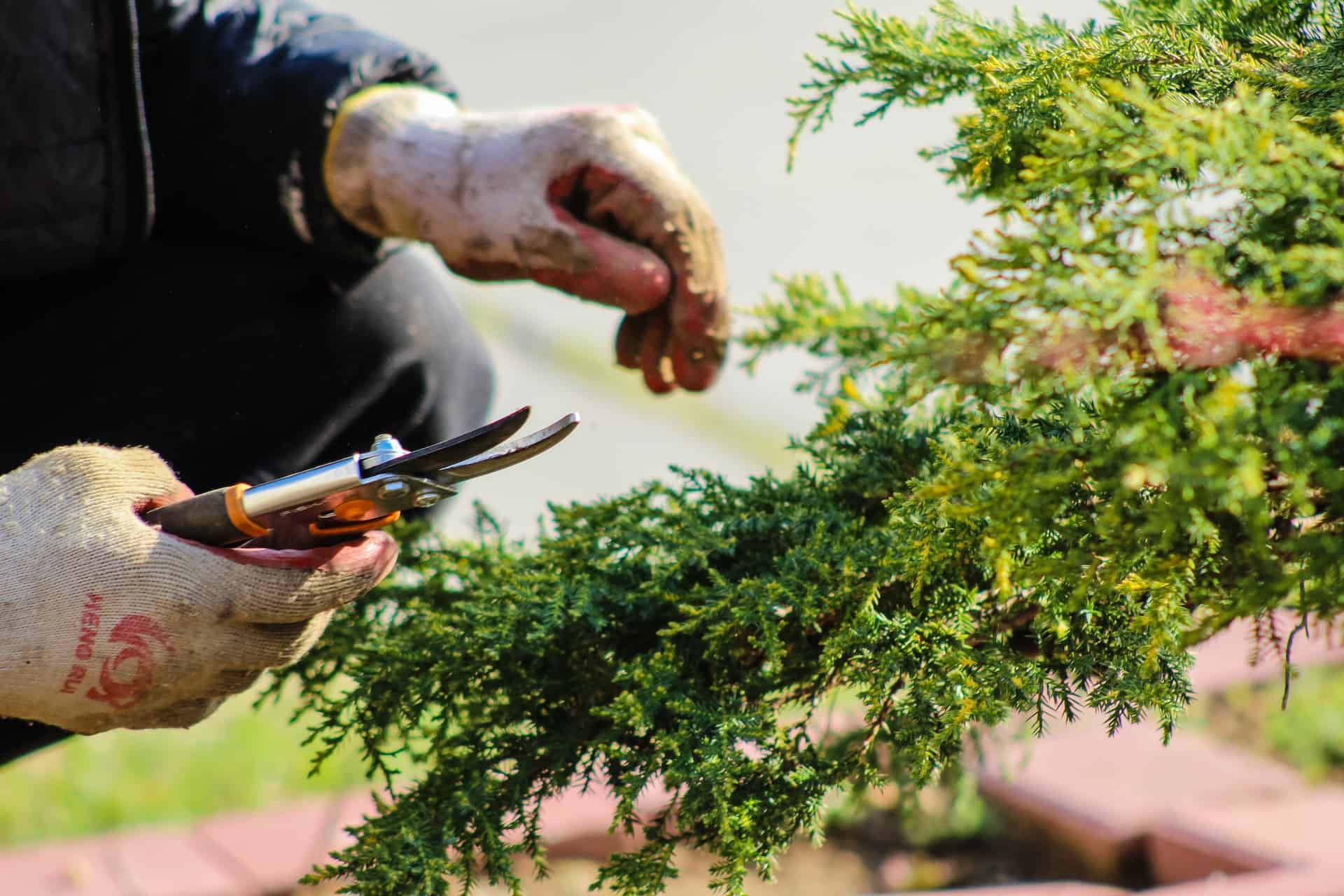 pruning back tree to go with pruning back in post title